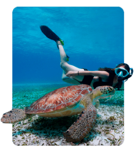 Snorkeling dressel divers Snorkeling dressel divers